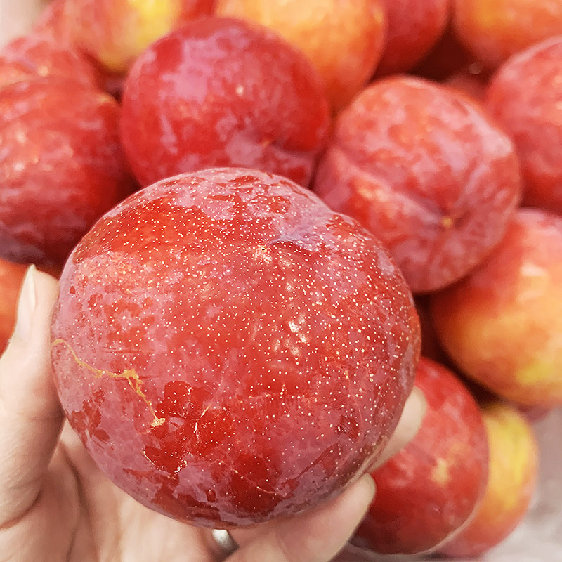 新款红李鲜果黄肉红布林孕妇李子恐龙蛋新鲜水果散装年货生鲜礼盒 1斤