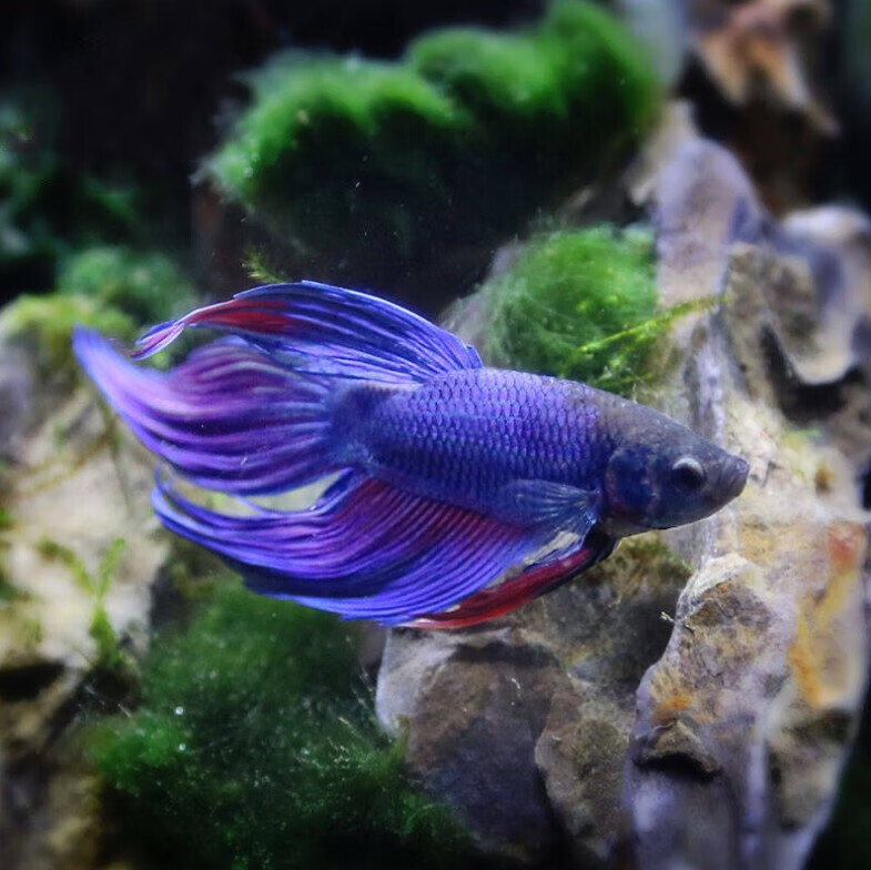 泰国斗鱼活体半月狮王马尾斗鱼活体鱼练手鱼热带鱼观赏小型鱼 狮王