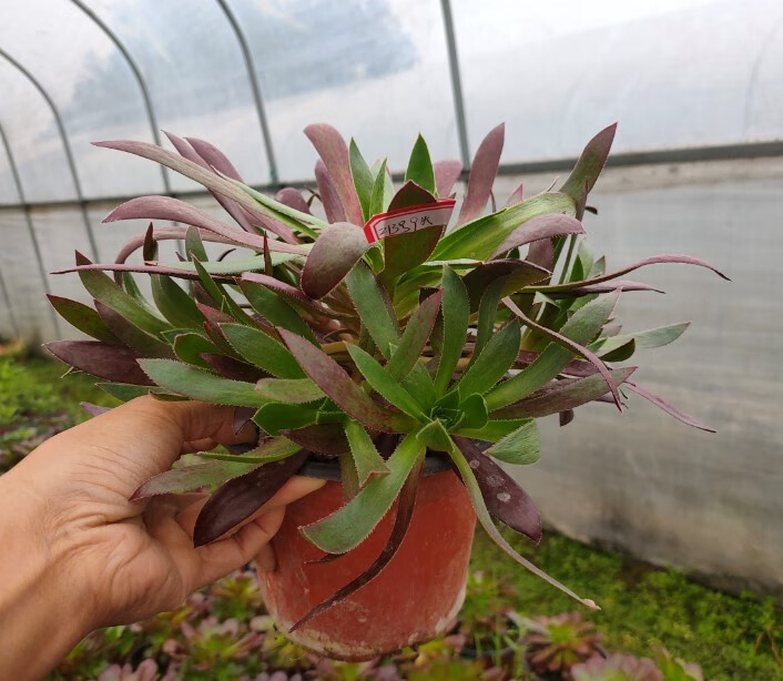 法师类 贵货孔雀多头手捧花 多肉植物 多肉 绿植 一物一拍 8-10头随机