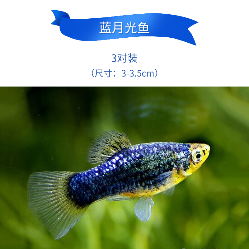 【京东推荐】孔雀鱼纯种鱼苗淡水小型热带观赏鱼胎生凤尾鱼金鱼活鱼好