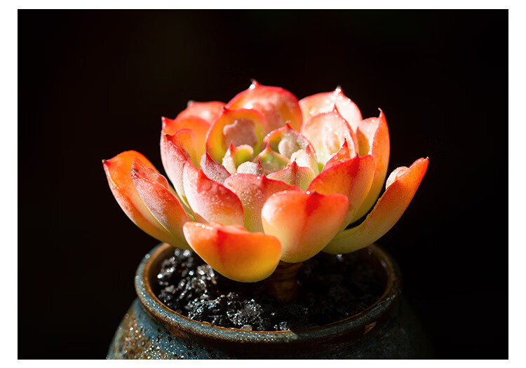 雨滴群生老桩多肉植物精品阳台四季盆栽萌肉肉云南多肉 雨滴双头老桩