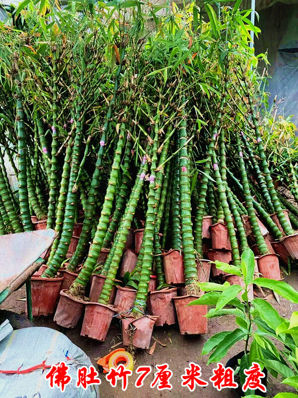 【官方旗舰】金丝佛肚竹竹子苗绿植花卉庭院室外大型佛盆栽罗汉竹盆栽
