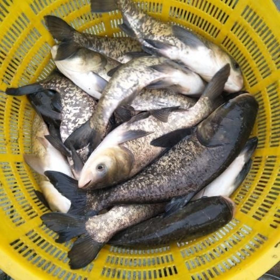 悦君心现苗花鲢鱼苗大头鱼苗雄鱼苗鳙鱼苗胖头鱼苗活体花鲢1015公分