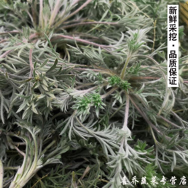 現挖現發新鮮茵陳草陝西綿茵陳新鮮整顆白蒿正月茵陳蒿孕婦泡水新鮮現