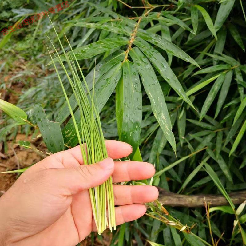 康中尊 野生新鲜竹叶芯天然单竹嫩芽竹芯竹卷心新鲜中药材100g