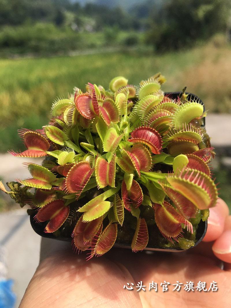 食虫植物 超值带分株捕蝇草 食人花食虫草吃虫子吃蚊子 b52捕蝇草带