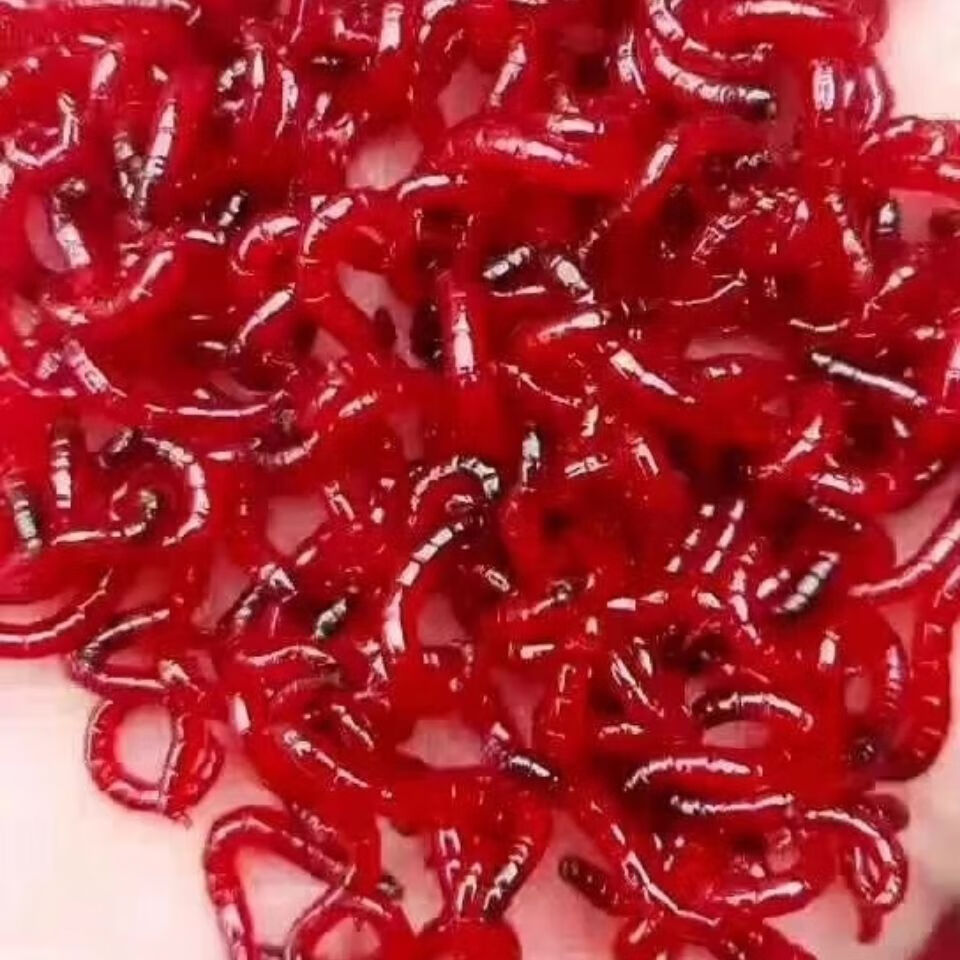 鱼饵红虫活饵鲜活鱼饵公虫大号特大号黑头公虫鲫鱼拉饵钓鱼血虫野钓10