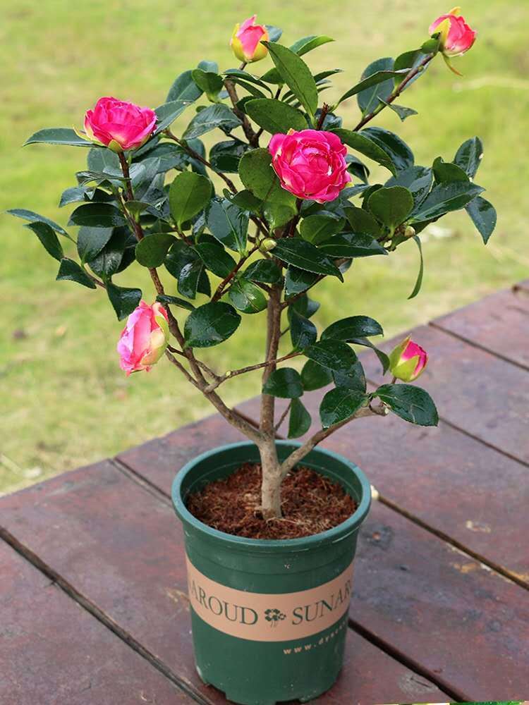 茶花盆栽浓香型茶花苗带花苞盆栽四季室内阳台花卉庭院植物 玉玲珑