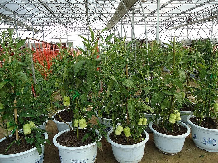 以默(yimo)人参果苗 人 盆栽人参果树苗人生果水果树南方北方种植