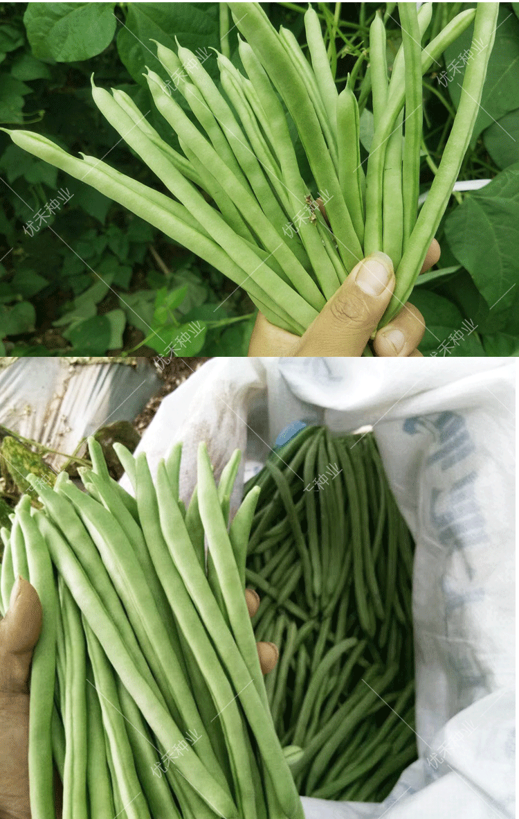 四季豆红花无筋架豆豆角种籽四季播早熟架芸豆种阳台盆栽蔬菜种孑