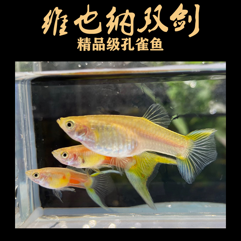 萌萌哒维也纳双剑孔雀鱼黄化活体热带淡水观赏胎生大肚怀孕母鱼下崽