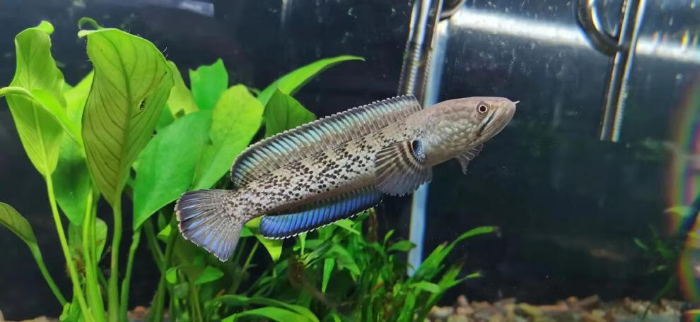 幻蓝七彩奶茶火背酒红黄金眼镜观赏鱼 鬼王雷龙3-4公分(两条)【图片