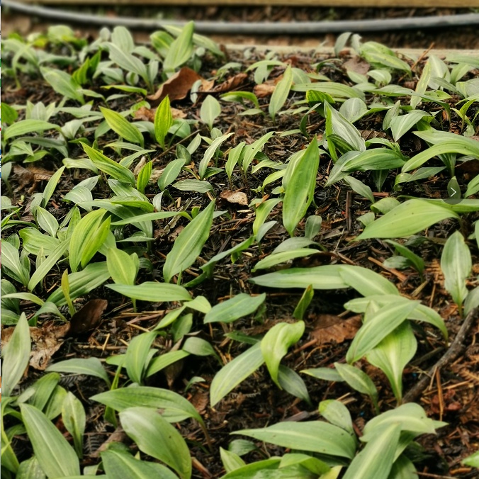 谏仰云南大红花滇黄精种子 多花黄精节节高种籽黄精苗 滇黄精净籽100