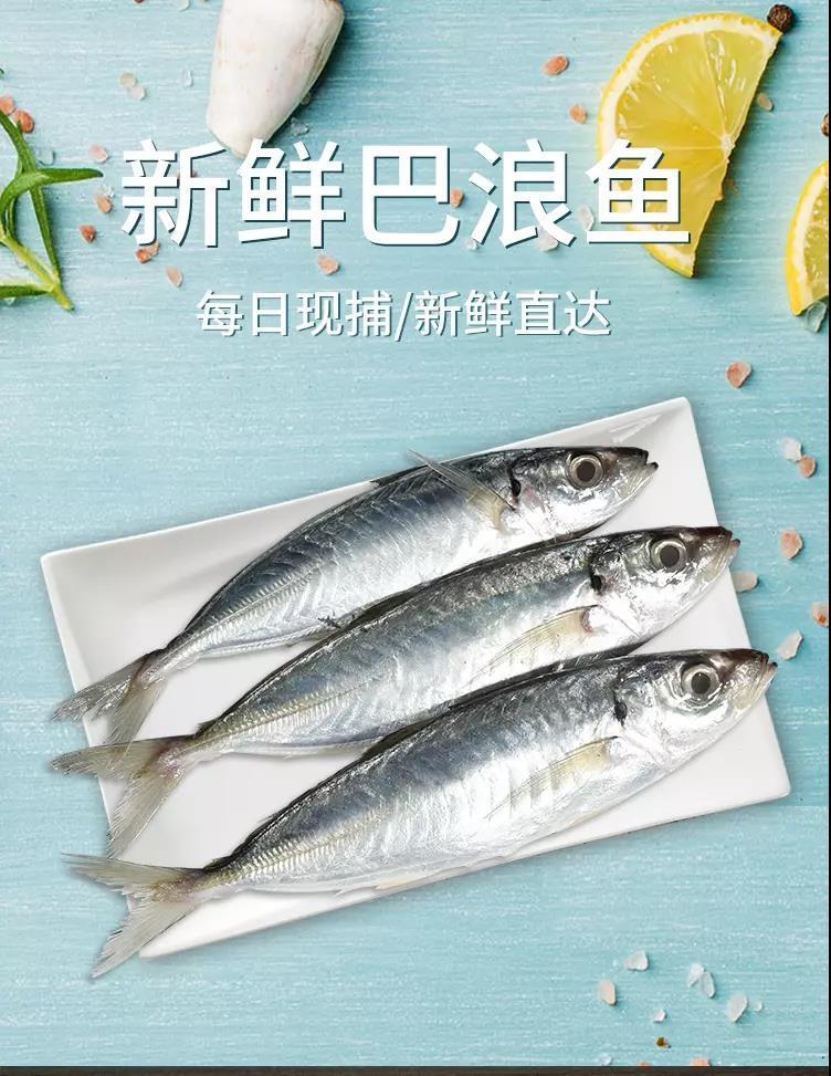 福建新鲜巴浪鱼冷冻海鲜水产品海鱼烧烤食材秋刀巴郎鱼青花鱼鳀鱼诺斯