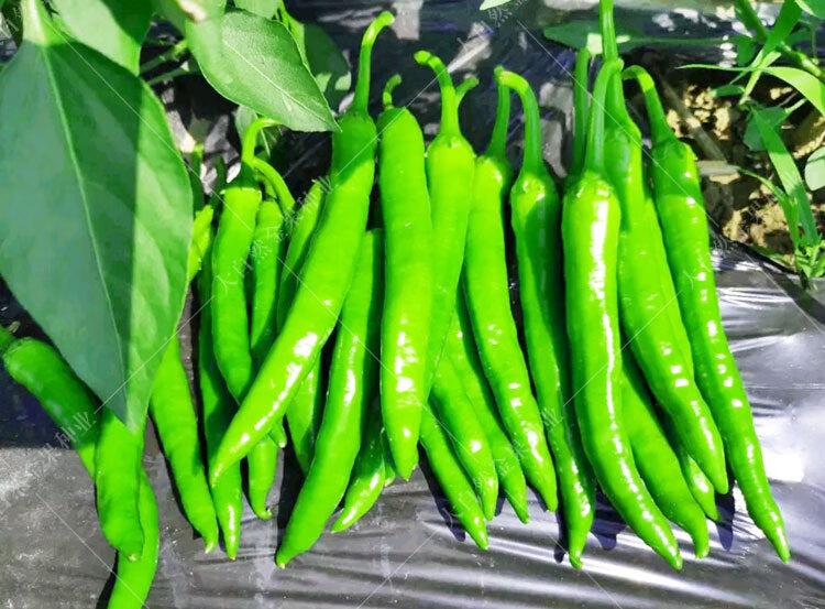 杭椒一号种子羊角辣椒秧苗子香辣线椒尖椒阳台春夏秋四季蔬菜种孑