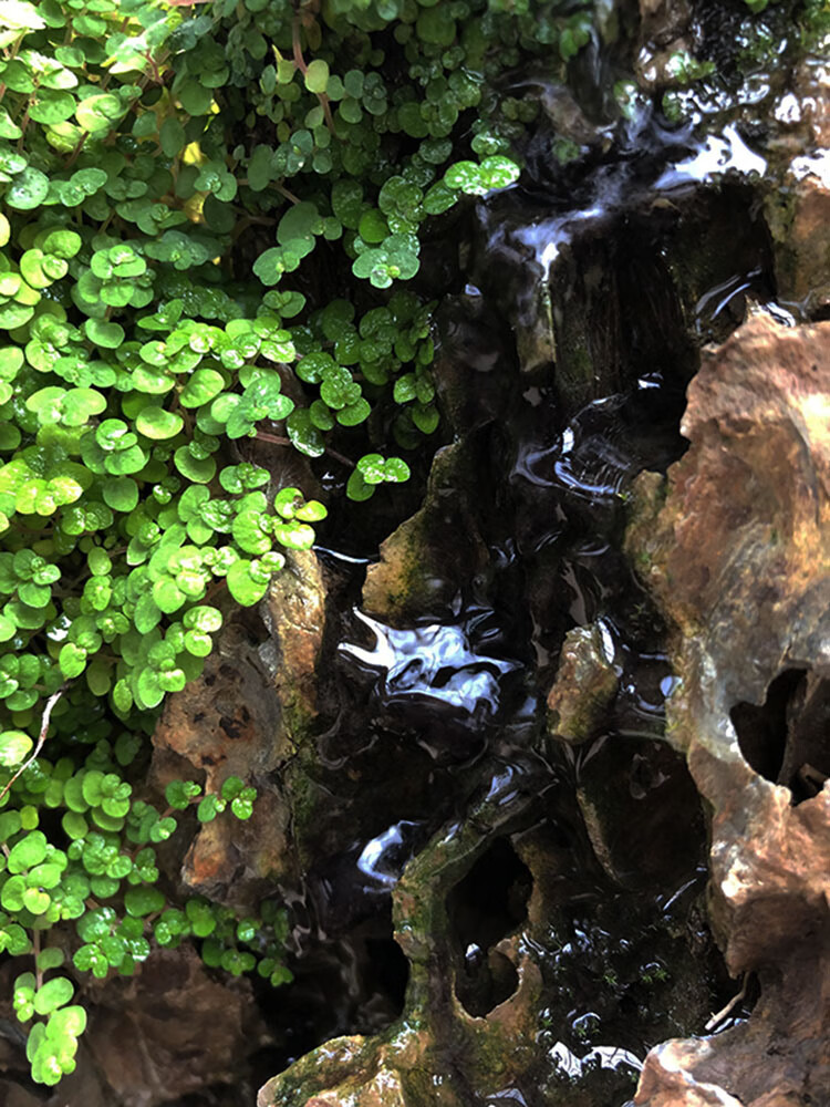 假山草珍珠草婴儿泪上水石种子玲珑冷水花雨淋附生苔藓造景陆生植 绿