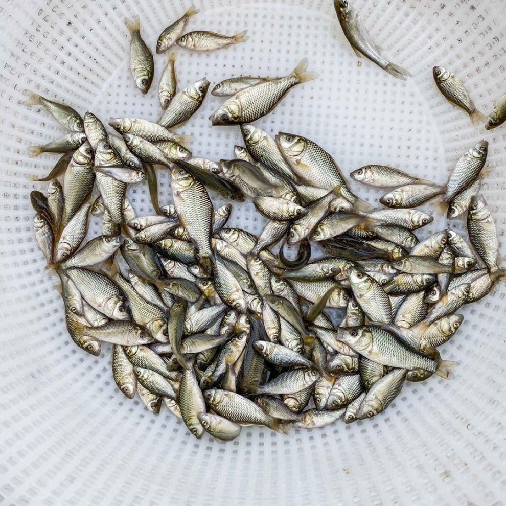 店铺推荐工程鲫鱼湘云鲫中科五号鲫鱼苗淡水活体草鱼苗鲤鱼胖头鱼包活