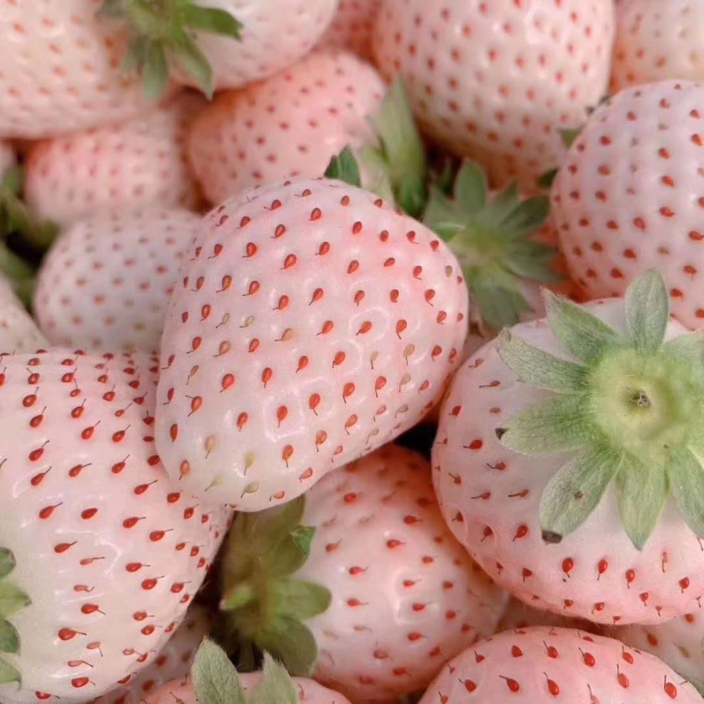 淡雪白草莓礼盒奶油草莓新鲜孕妇当季水果白雪公主奶油草莓团建送礼