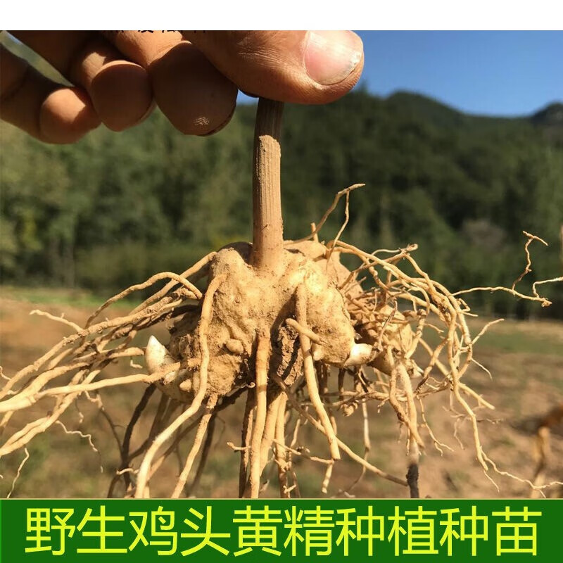 黄精种苗新鲜鸡头黄精种子老虎姜滋补品中药材非九华山新鲜23年黄精小