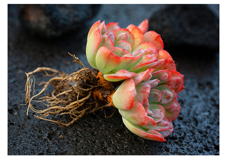 雨滴群生老桩多肉植物精品阳台四季盆栽萌肉肉云南多肉 雨滴双头老桩