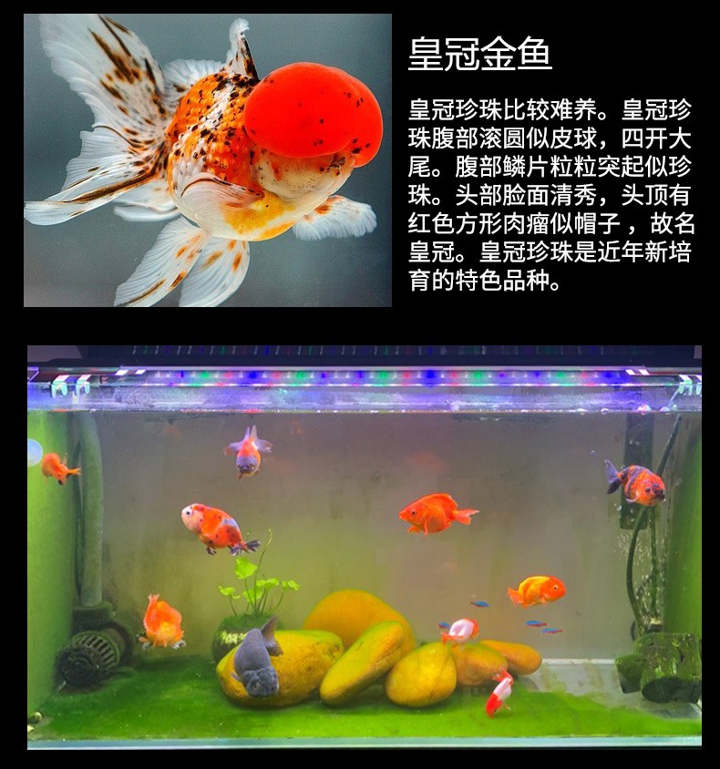 云峰海瑞观赏金鱼冷水鱼观赏鱼金鱼活体锦鲤鱼活体鱼淡水鱼三阳开泰套餐 1顶红 1黑龙眼 1红狮 图片价格品牌报价 京东