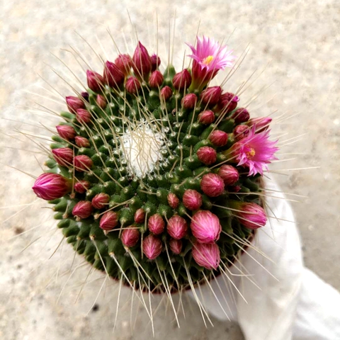 园艺开花仙人球白珠单头双头三头大颗白珠丸多肉植物好养实生鸾凤玉