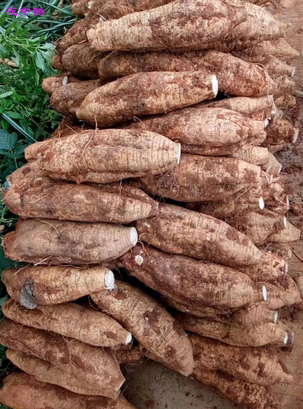 野生葛根苗野生柴葛种苗种植葛根种子绿化树苗绿植爬藤无渣粉葛苗 10