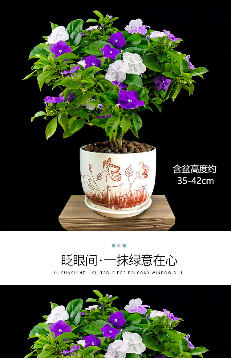 双色茉莉盆栽鸳鸯茉莉花苗庭院阳台室内外花卉清香型双色茉莉塑料木桶