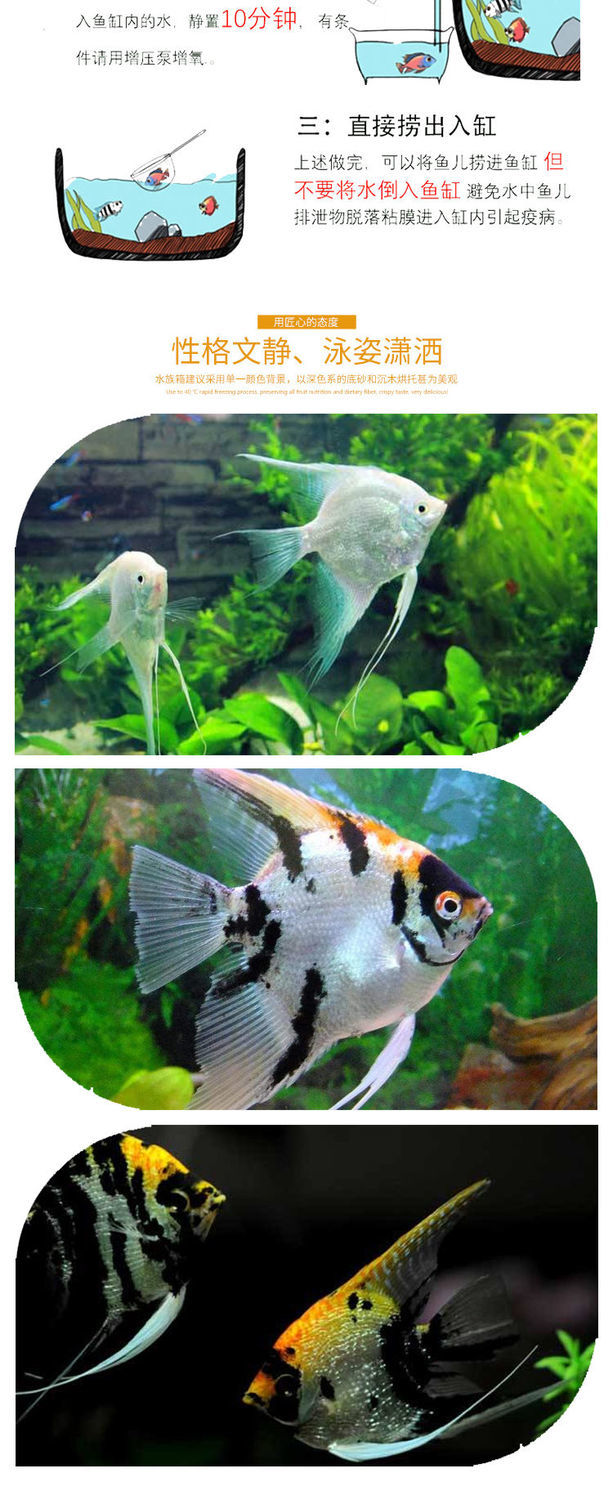 燕鱼秘鲁七彩神仙热带观赏鱼好养活鱼耐活小型鱼苗活体淡水 7-8cm熊猫