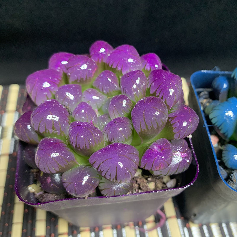 soumiety冰灯玉露彩色多肉植物四季易养活潘氏水晶玉露室内桌面盆栽