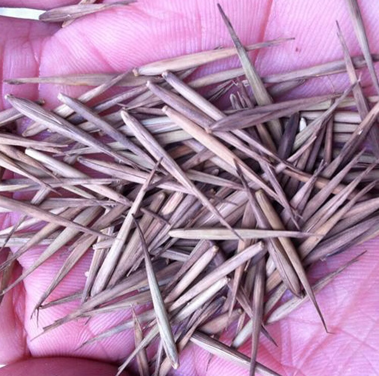 大型毛竹种子 青竹苗籽 楠竹刚竹种子 四季竹子 雷竹食用竹笋种子 毛