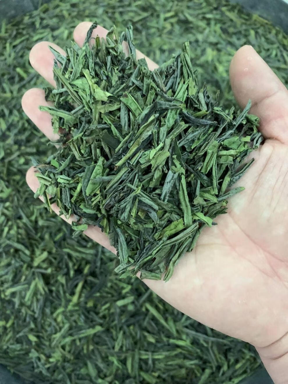 六安瓜片茶叶末碎茶断茶 高价位好茶碎末500g
