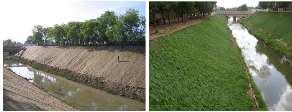 护坡草坪种子四季常青 进口草籽 护坡王 护坡卫士 河道护坡草耐旱