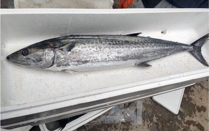 匠心说 5-20斤青岛大鲅鱼马鲛鱼新鲜野生海鲜水产冷冻1条礼品伴手礼 7