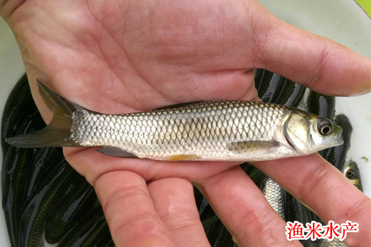 草魚魚苗活體淡水養殖草皖魚苗半斤食蚊魚大苗飼料四大家魚草魚苗100