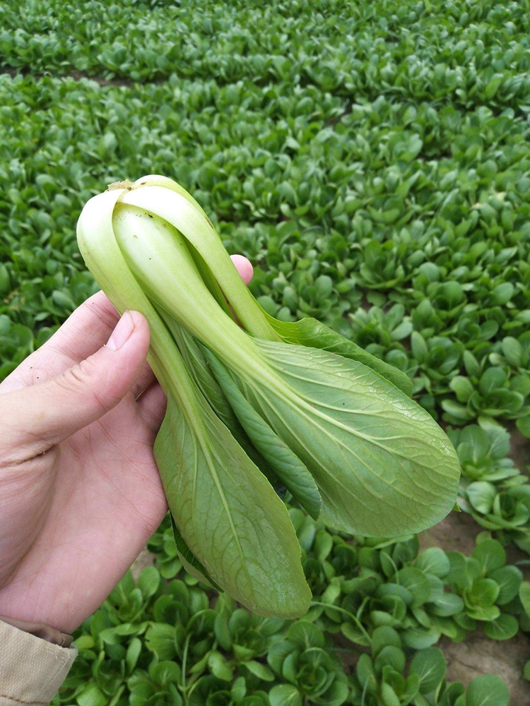 四季蔬菜精选扬州青青梗菜种子籽上海青苏州青阳台庭院小油菜种孑 新