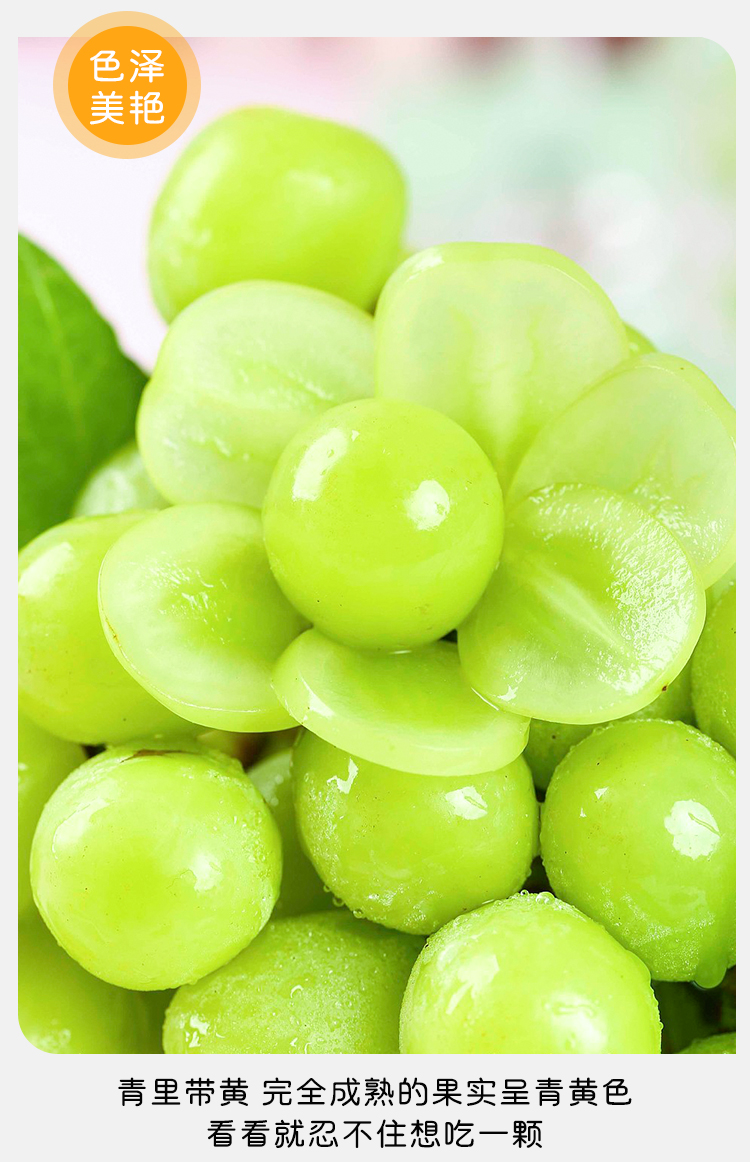 秘鲁青提 无籽葡萄 新鲜水果爆甜多汁脆甜无核青提子孕妇宝宝水果 6斤