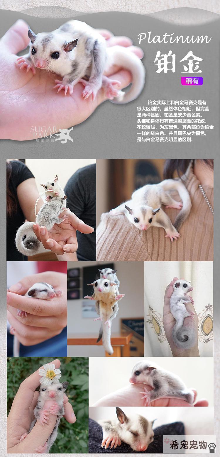 澳洲蜜袋鼯活物异宠蜜袋鼬鼠网红抖音滑翔口袋小飞鼠白脸包活幼崽