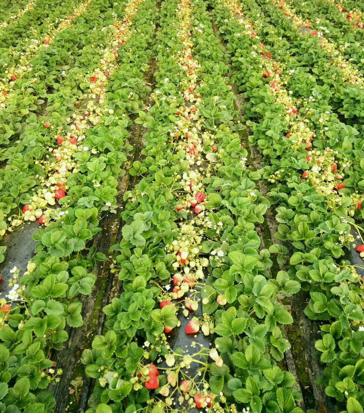 草莓苗盆栽四季结果奶油草莓室内阳台庭院南方北方种植果树苗美车巨早