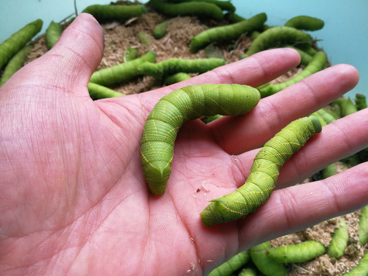 连云港特产灌云豆丹虫食用新鲜青虫高蛋白小吃豆丹肉500g