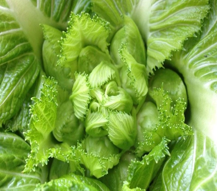 儿菜新鲜四川小儿仔芽抱儿菜58斤芥菜南充菜泡榨菜原料时令蔬菜礼盒