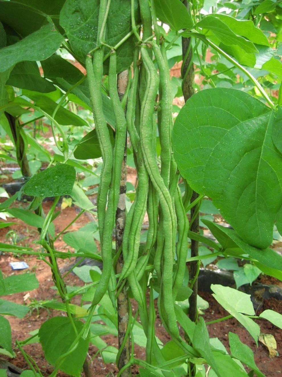 无筋豆新鲜蔬菜无筋豆豆角架豆四季豆无丝豆现摘长豆角芸豆嫩刀豆