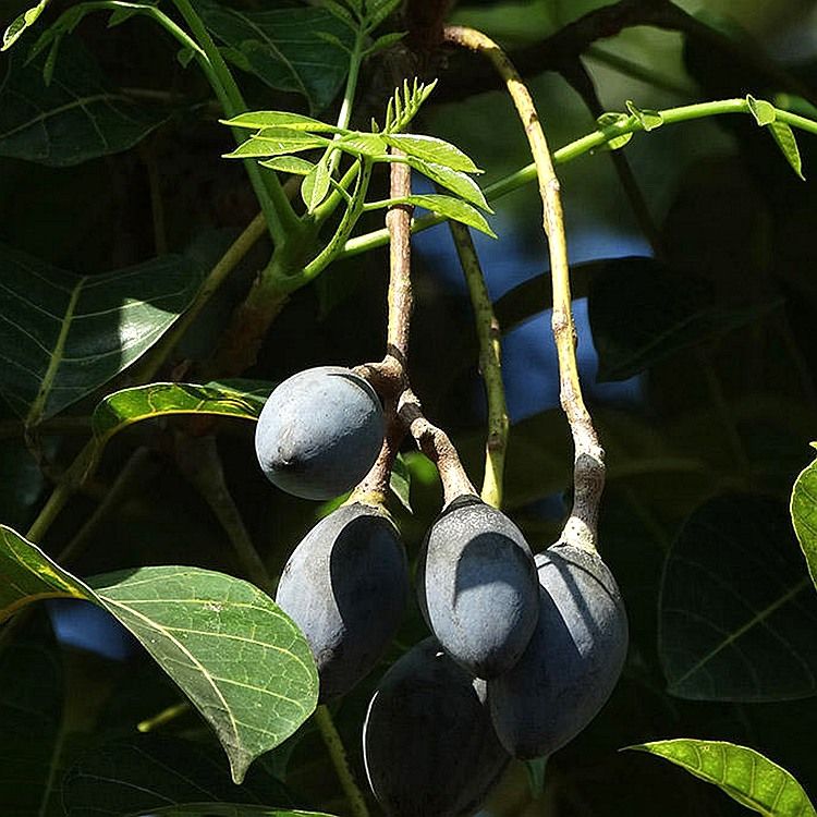 乌榄角新鲜 黑橄榄肉广西特产榄角干下饭菜菜食品瓶装 1斤黑榄 1斤