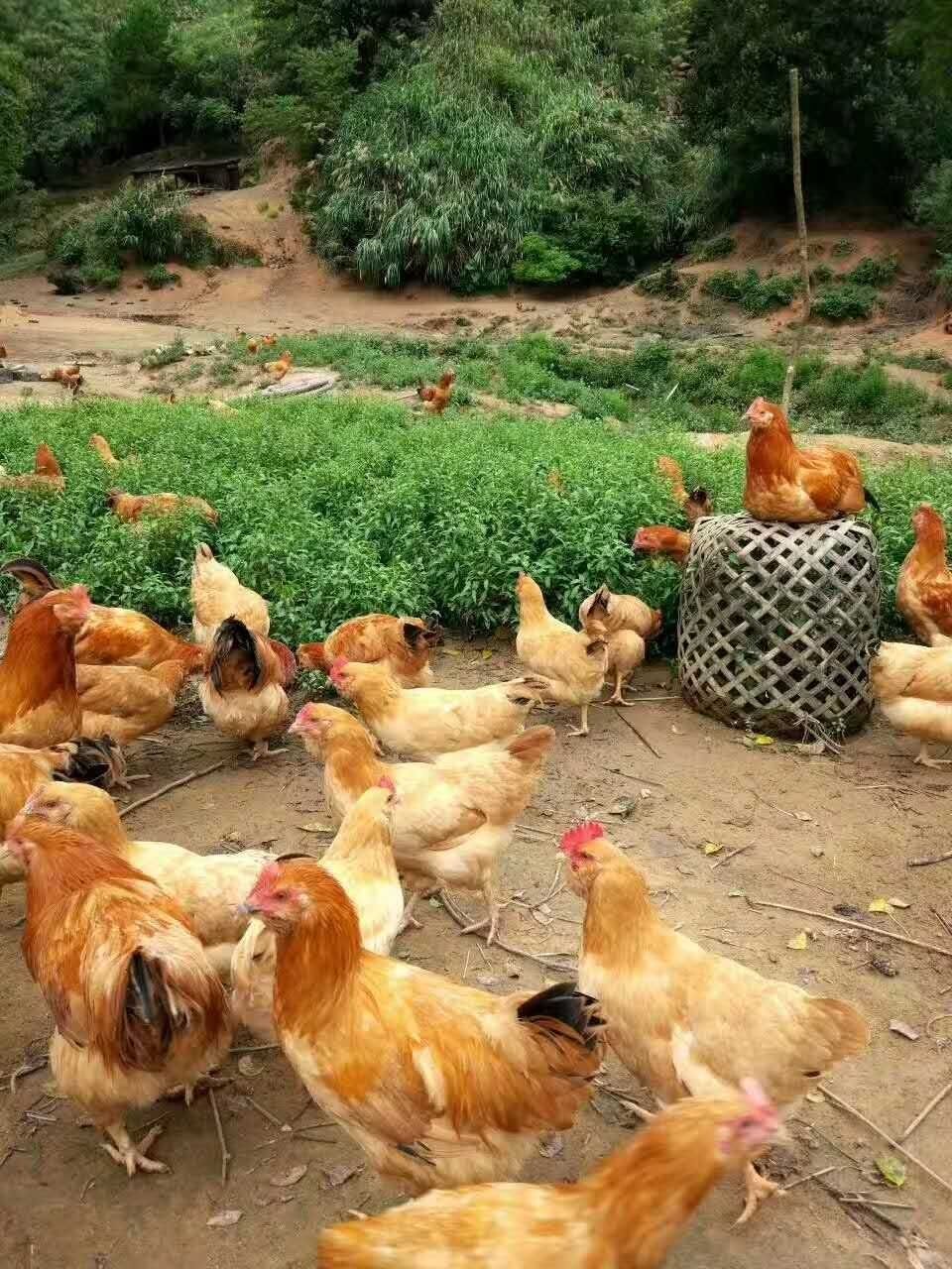 顺丰空运现杀广东大阉鸡太监鸡扇鸡线鸡农家清远鸡新鲜一只杀好约364