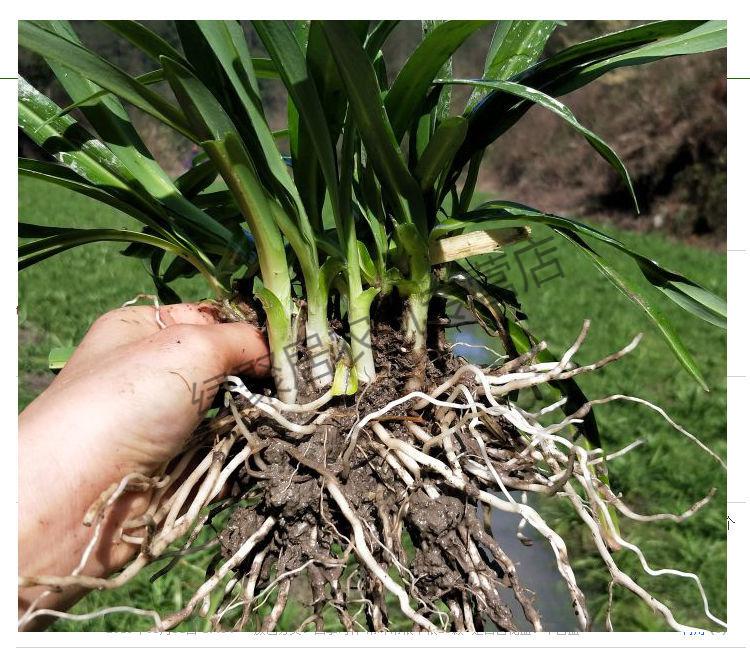 江影清韭菜根宽叶韭野韭菜山韭贵州特产蔬菜大叶韭观音石韭菜根盆栽现