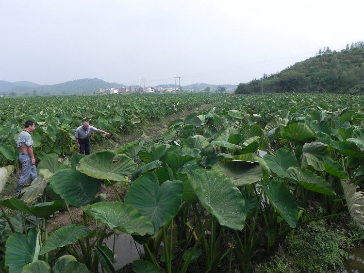 【年货精选】韶关乐昌芋头张溪小芋头新鲜蔬菜现挖炮弹芋头仔自种槟榔