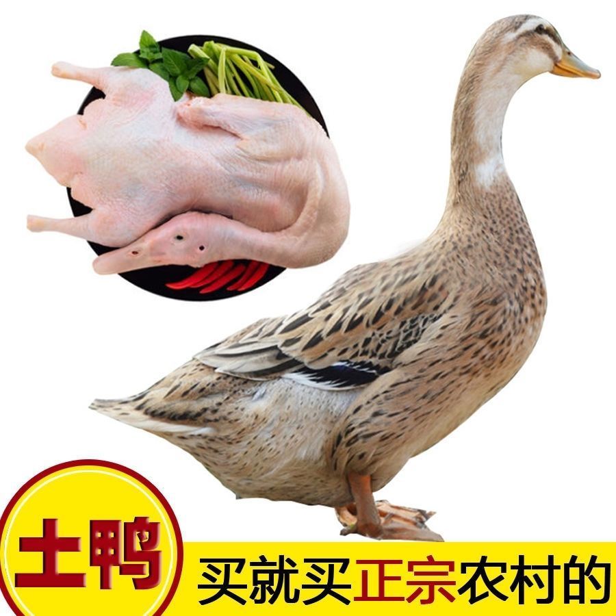 农家散养鸭笨鸭土鸭新鲜鸭水养鸭麻鸭老鸭整鸭鸭肉2只整鸭共5斤全鸭
