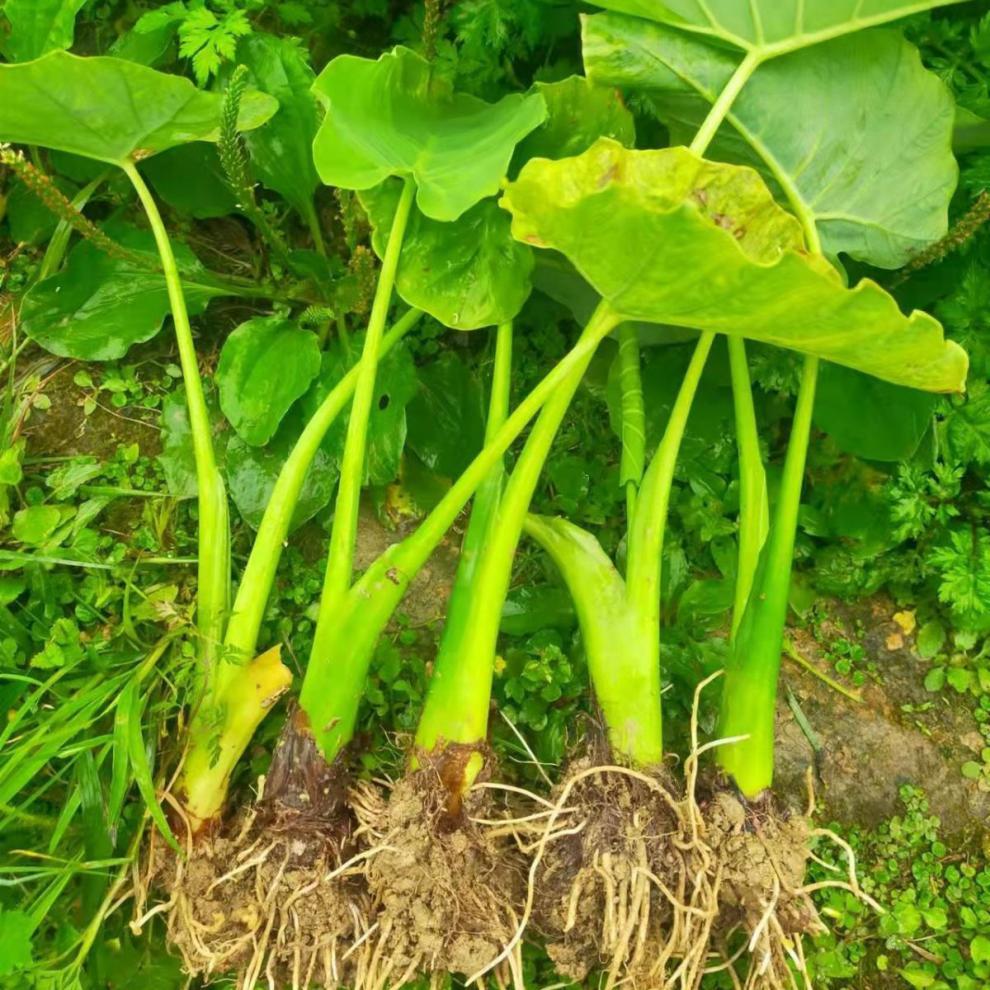 广菜苗贵州特产白芋荷菜苗现挖先发蒙禾绿植装饰酸汤蔬菜带泥发货