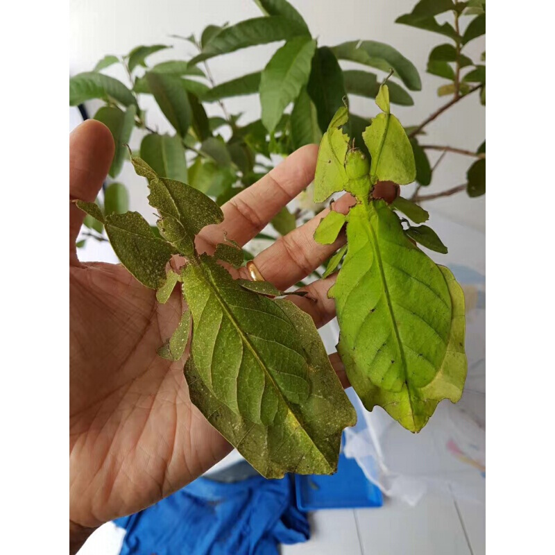 【店铺推荐】叶修虫叶子虫开食幼虫现货吃芭乐月季芒果叶宠物竹节虫卵