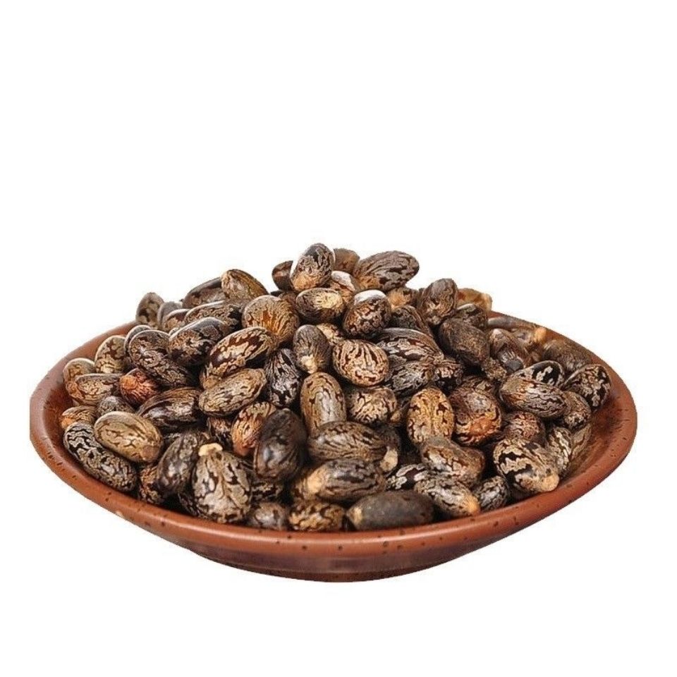 饱满大粒新货蓖麻子中药材野生蓖麻子种子篦麻子蓖麻仁 1000克【图片